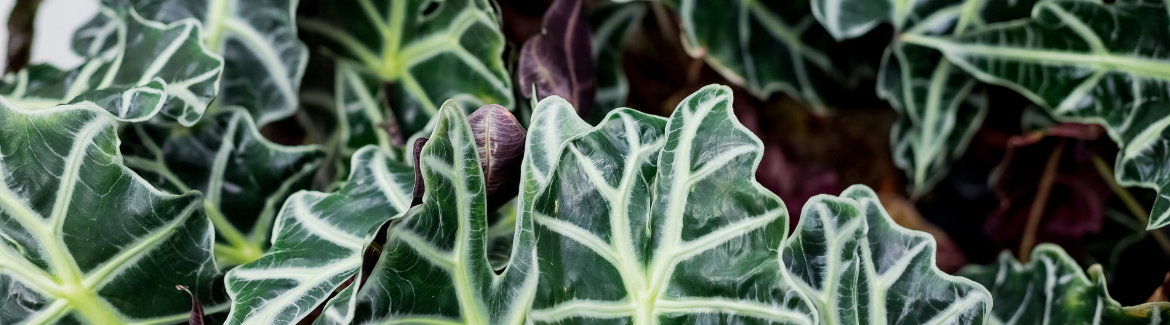 Kamerplanten met een bijzonder blad koop je bij tuincentrum Kolbach!