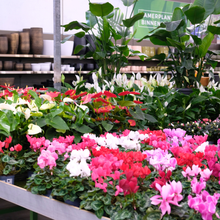Bloeiende kamerplanten Tuincentrum Kolbach