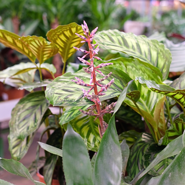Bloeiende kamerplanten Tuincentrum Kolbach