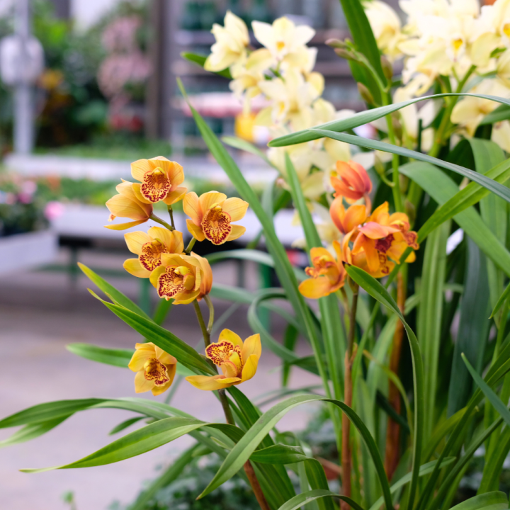 Bloeiende kamerplanten Tuincentrum Kolbach
