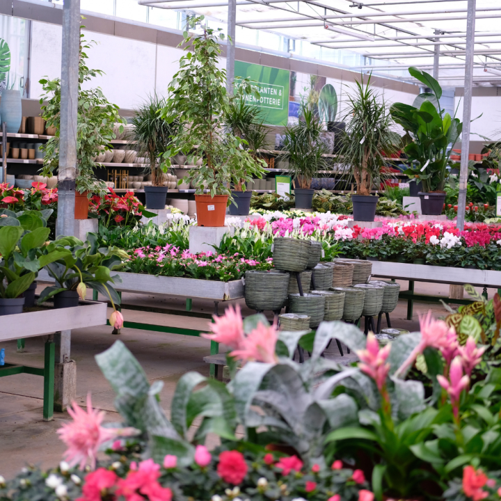 Bloeiende kamerplanten Tuincentrum Kolbach