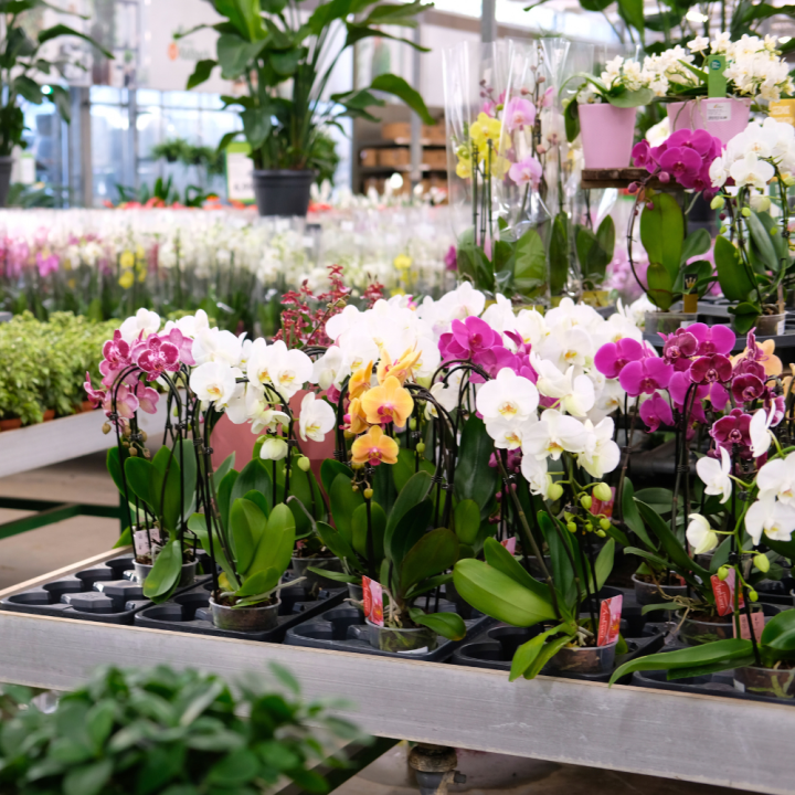 Bloeiende kamerplanten Tuincentrum Kolbach