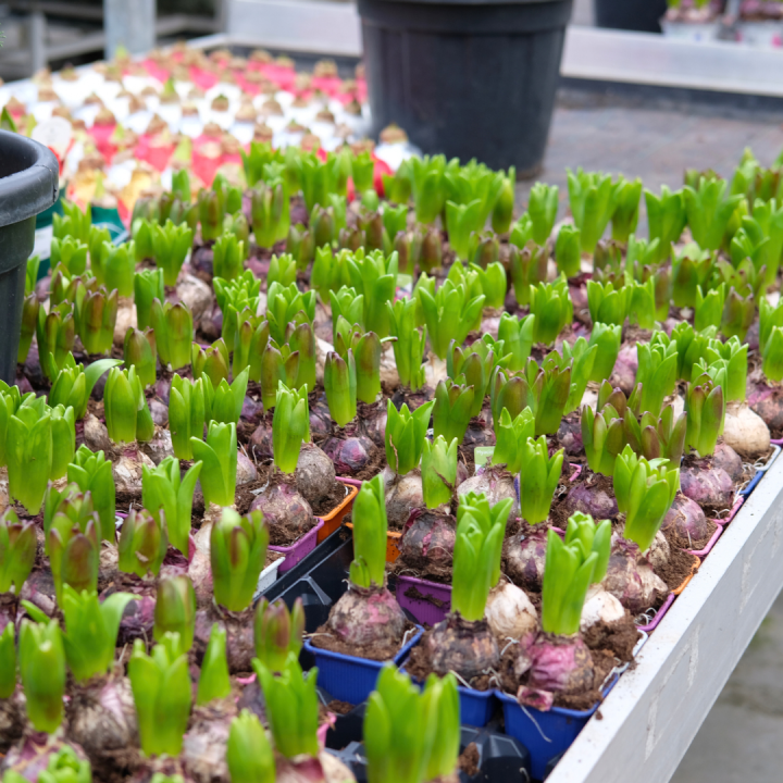 Bollen op pot kopen bij tuincentrum Kolbach in Rijswijk/Woudrichem