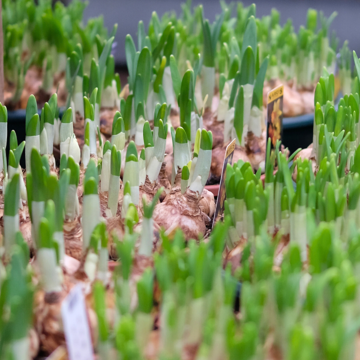 Bollen op pot kopen bij tuincentrum Kolbach in Rijswijk/Woudrichem