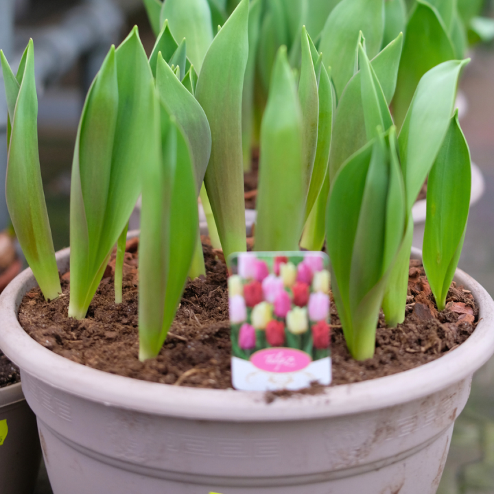 Bollen op pot kopen bij tuincentrum Kolbach in Rijswijk/Woudrichem