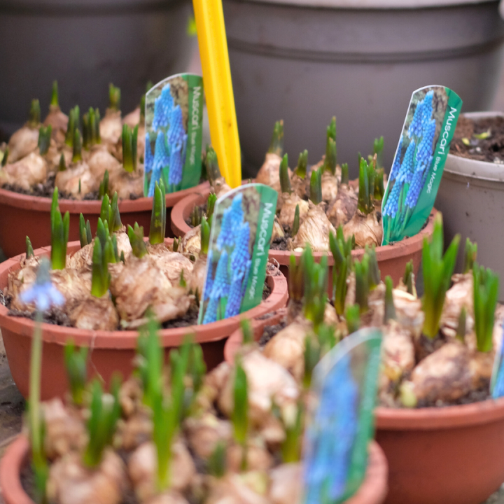 Bollen op pot kopen bij tuincentrum Kolbach in Rijswijk/Woudrichem