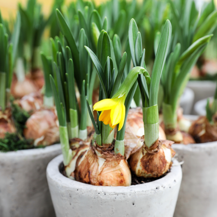 Hangplanten kopen bij tuincentrum Kolbach
