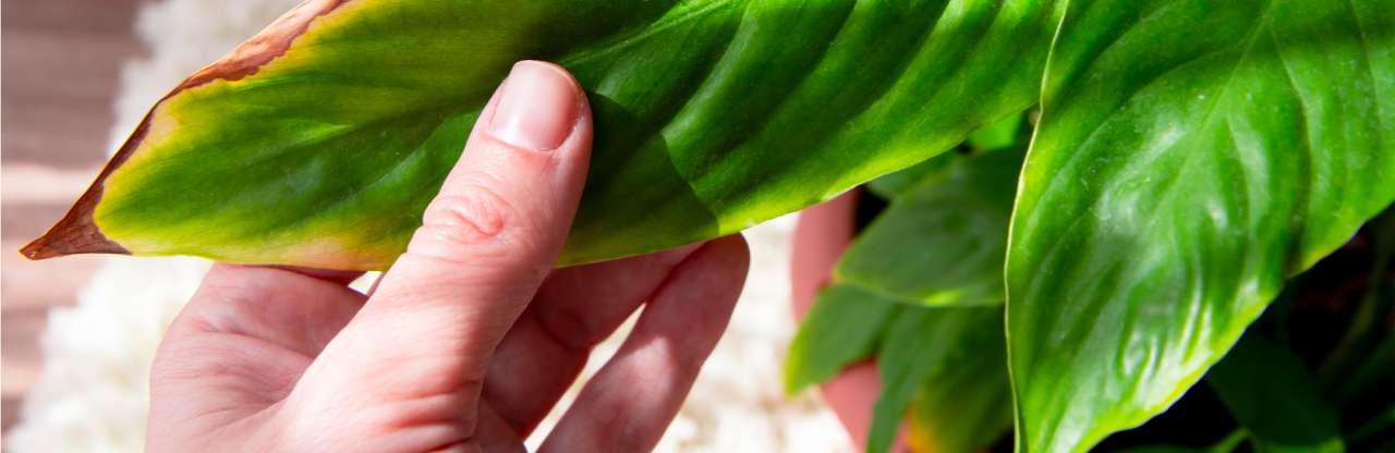 Bruine bladeren bij mijn kamerplant | Tuincentrum Kolbach