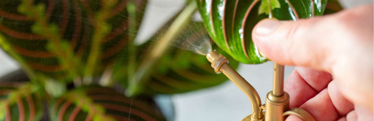 Bruine bladeren bij mijn kamerplant | Tuincentrum Kolbach