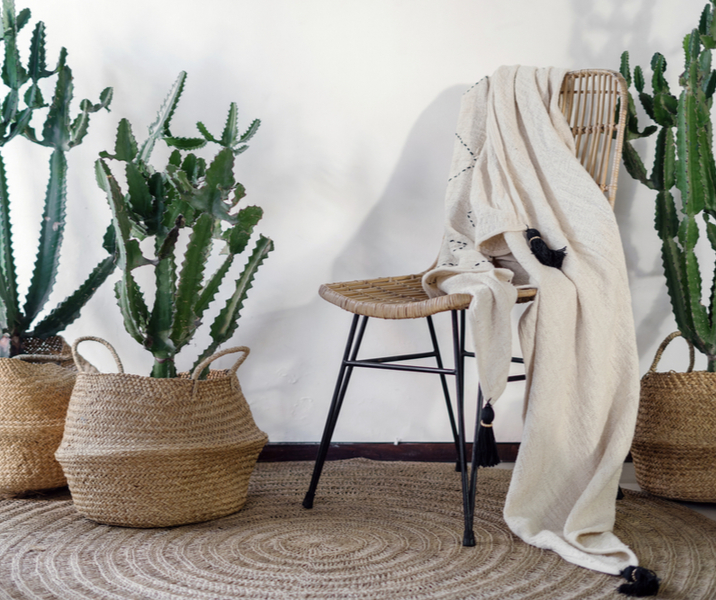 ik heb dorst invoegen Rond en rond Cactus of vetplant kopen - Tuincentrum Kolbach