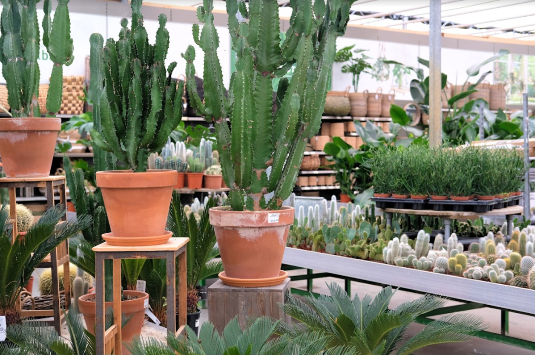 Cactussen en Vetplanten koop je bij tuincentrum Kolbach!