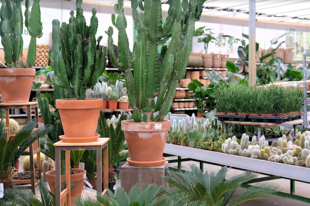 ik heb dorst invoegen Rond en rond Cactus of vetplant kopen - Tuincentrum Kolbach