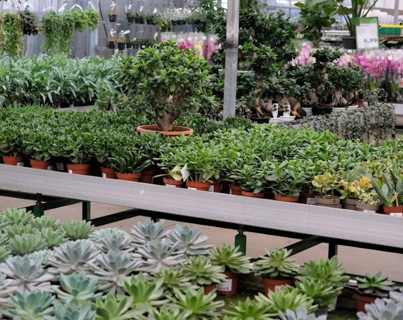 Cactussen en vetplanten koop je bij Tuincentrum Kolbach!