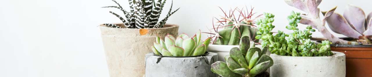 Cactussen en vetplanten bestellen | Tuincentrum Kolbach