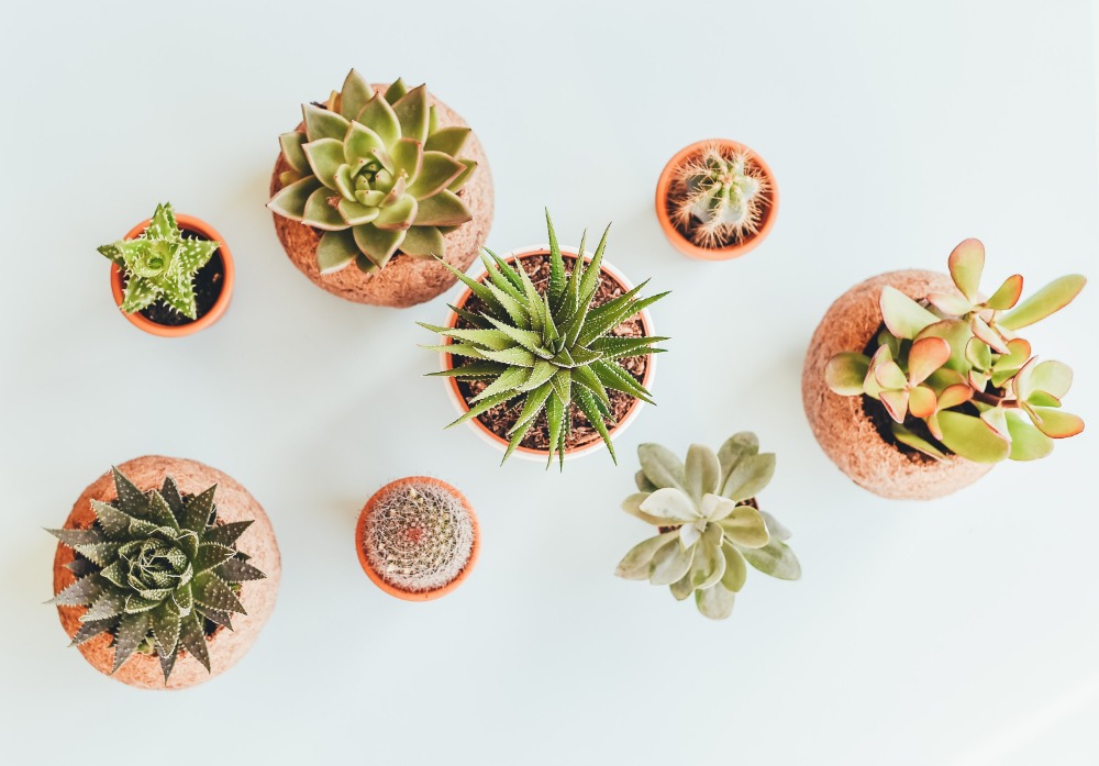 Cactussen en vetplanten | Tuincentrum Kolbach