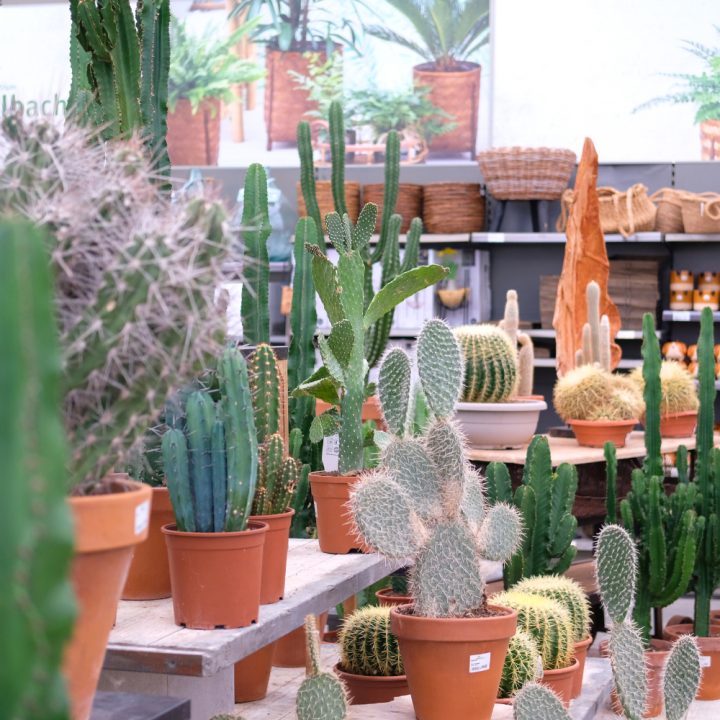 Cactussen en vetplanten koop je bij tuincentrum Kolbach!