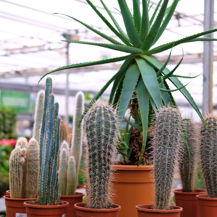 Cactussen en vetplanten koop je bij tuincentrum Kolbach!