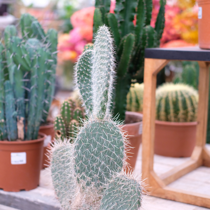 Cactussen en vetplanten koop je bij tuincentrum Kolbach!