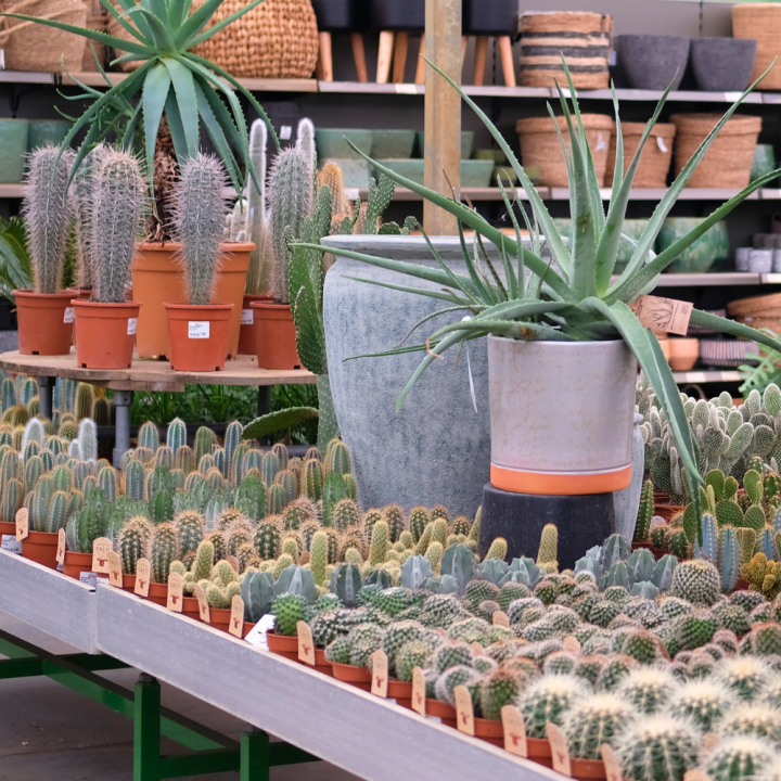 Cactussen en Vetplanten koop je bij tuincentrum Kolbach!
