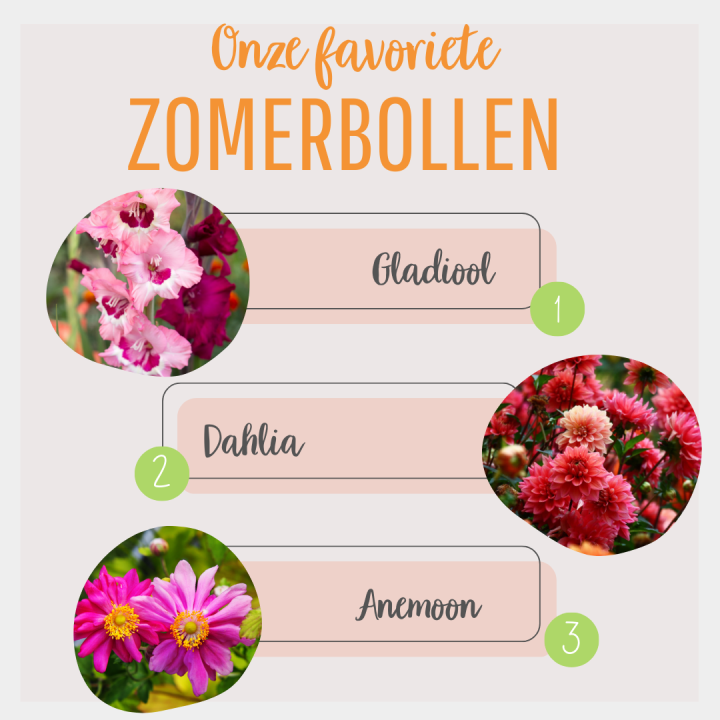 Zomerbollen koop je bij tuincentrum Kolbach!