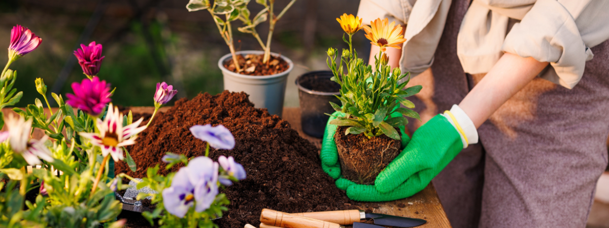 Groene vingers of niet: met Florentus maak jij van elke tuin een succes! 