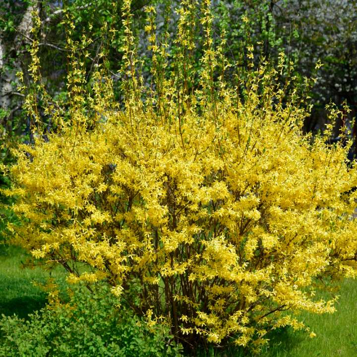 Forsythia kopen | Tuincentrum Kolbach in Rijswijk