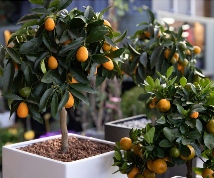 Fruitboom kopen | Tuincentrum Kolbach in Rijswijk