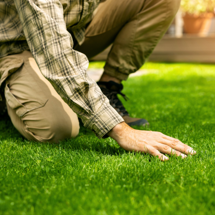 Graszoden bestellen bij tuincentrum Kolbach in Rijswijk (Noord-Brabant) Graszoden bestellen bij tuincentrum Kolbach in Rijswijk (Noord-Brabant)