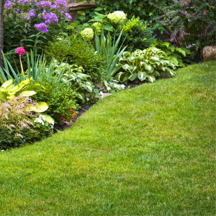 Graszoden bestellen bij tuincentrum Kolbach in Rijswijk (Noord-Brabant) Graszoden bestellen bij tuincentrum Kolbach in Rijswijk (Noord-Brabant)