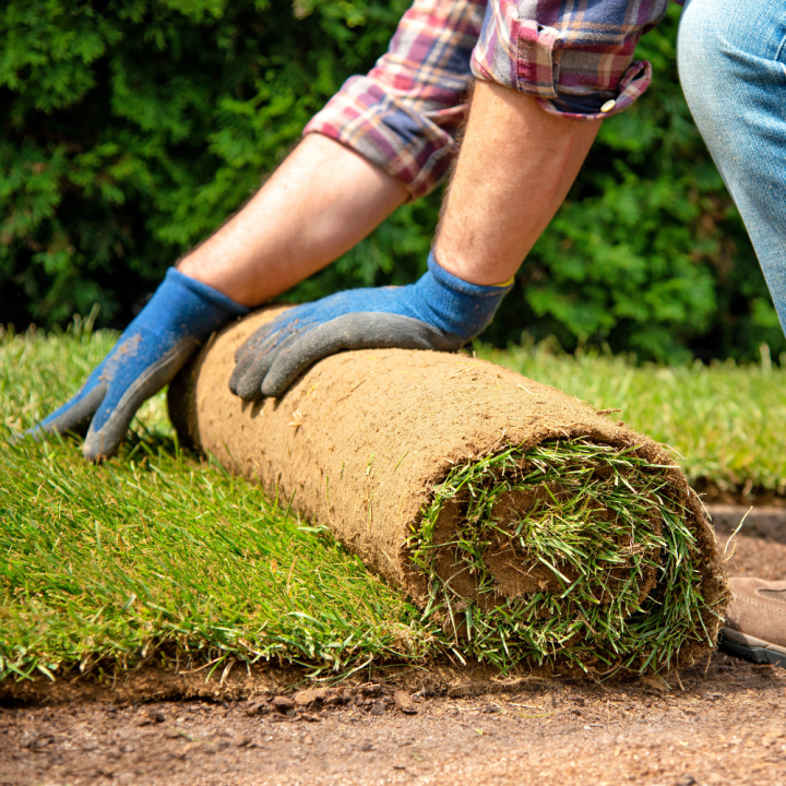 Graszoden bestellen bij tuincentrum Kolbach in Rijswijk (Noord-Brabant) Graszoden bestellen bij tuincentrum Kolbach in Rijswijk (Noord-Brabant)