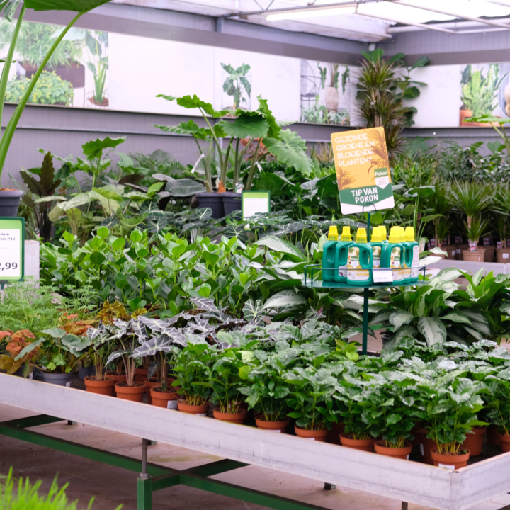 Groene kamerplant kopen | Tuincentrum Kolbach Rijswijk (Noord-Brabant) Groene kamerplant kopen | Tuincentrum Kolbach Rijswijk (Noord-Brabant)