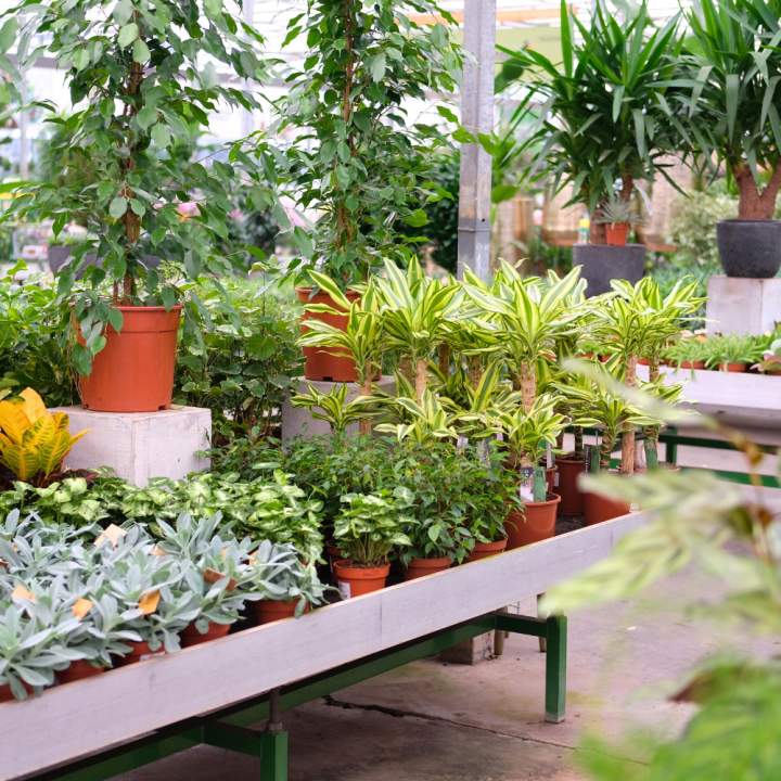 Kamerplanten kopen | Tuincentrum Kolbach Rijswijk (Noord-Brabant) Kamerplanten kopen | Tuincentrum Kolbach Rijswijk (Noord-Brabant)