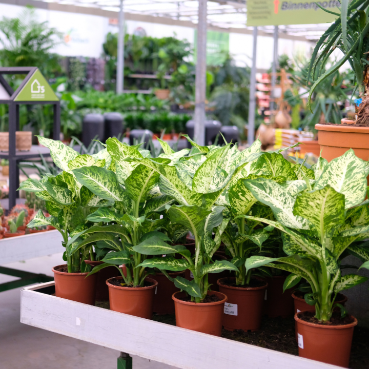 Groene kamerplant kopen | Tuincentrum Kolbach Rijswijk (Noord-Brabant) Groene kamerplant kopen | Tuincentrum Kolbach Rijswijk (Noord-Brabant)