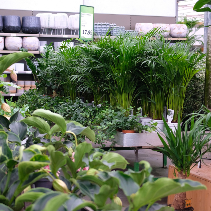Groene kamerplant kopen | Tuincentrum Kolbach Rijswijk (Noord-Brabant) Groene kamerplant kopen | Tuincentrum Kolbach Rijswijk (Noord-Brabant)