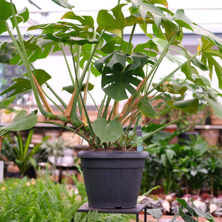 Grote kamerplanten Tuincentrum Kolbach in Rijswijk/Woudrichem