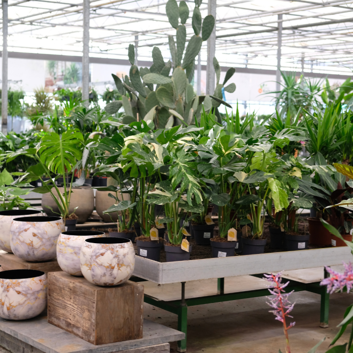Grote kamerplanten kopen bij tuincentrum Kolbach