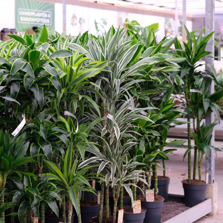 Grote kamerplanten kopen bij tuincentrum Kolbach