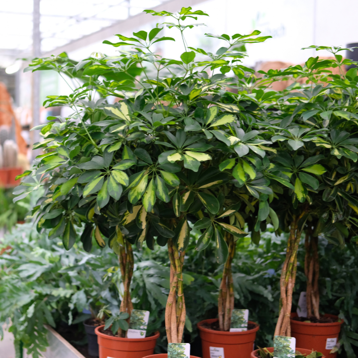 Grote kamerplanten kopen bij tuincentrum Kolbach