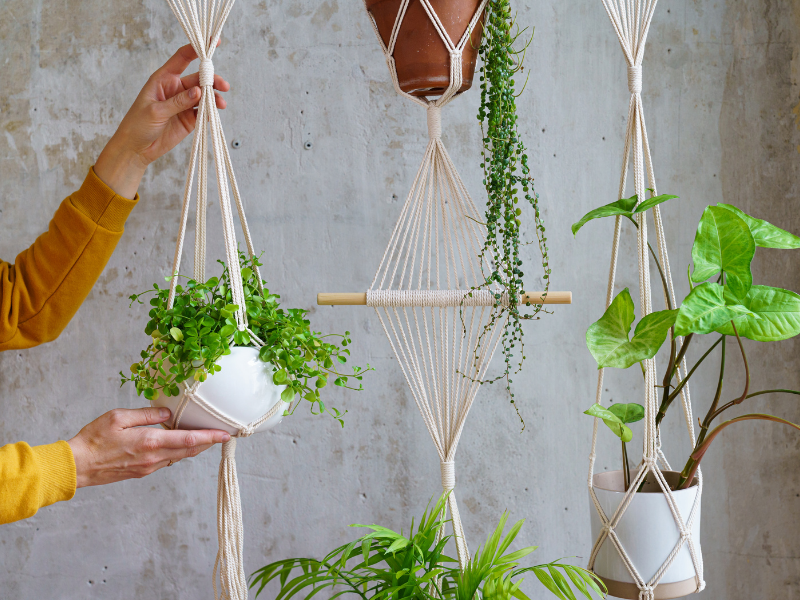 Een hangplant kopen? Je doet het bij tuincentrum Kolbach!