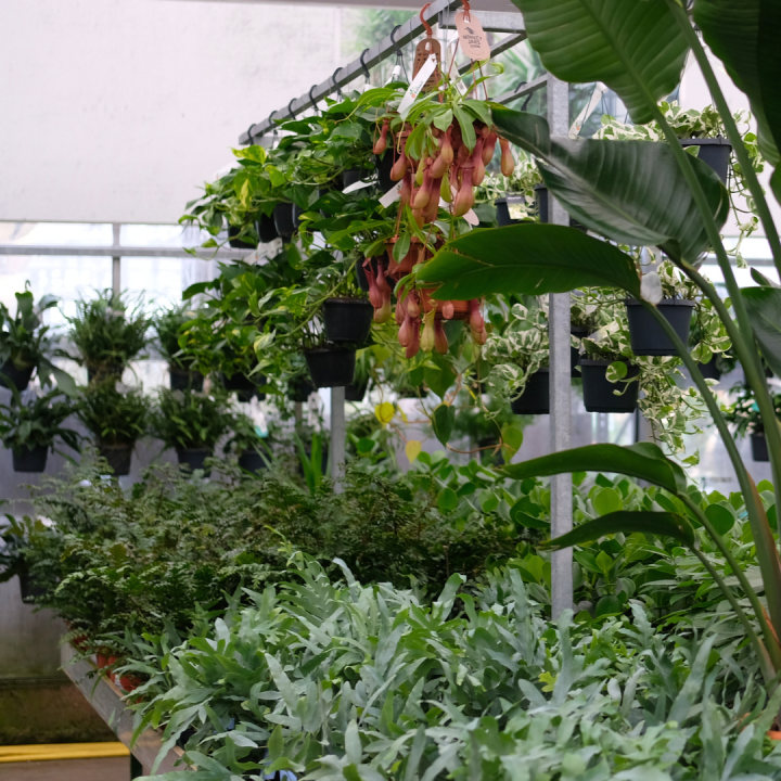 Hangplant kopen bij tuincentrum Kolbach in Rijswijk/Woudrichem