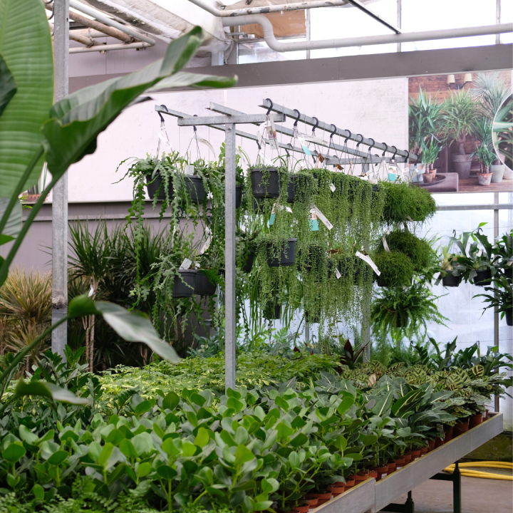 Hangplant kopen bij tuincentrum Kolbach in Rijswijk/Woudrichem