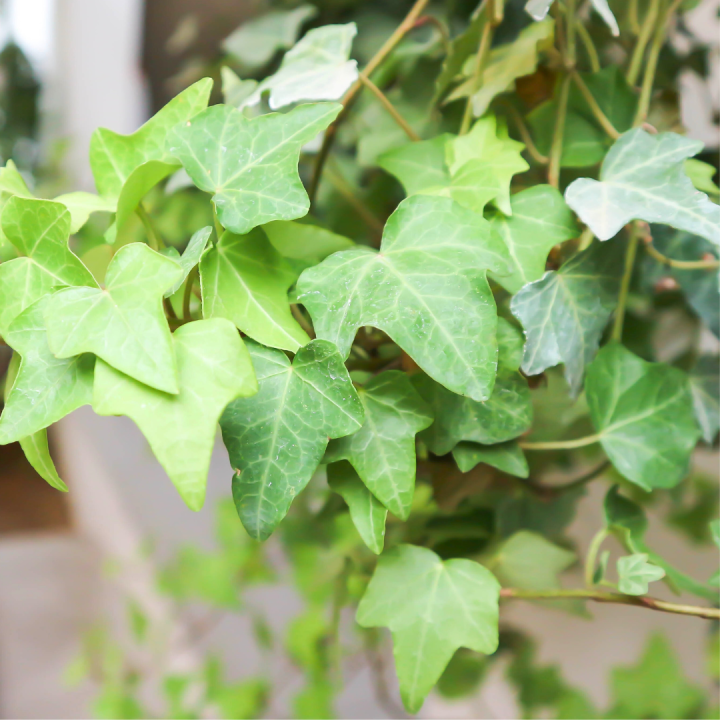 Hangplanten kopen bij tuincentrum Kolbach