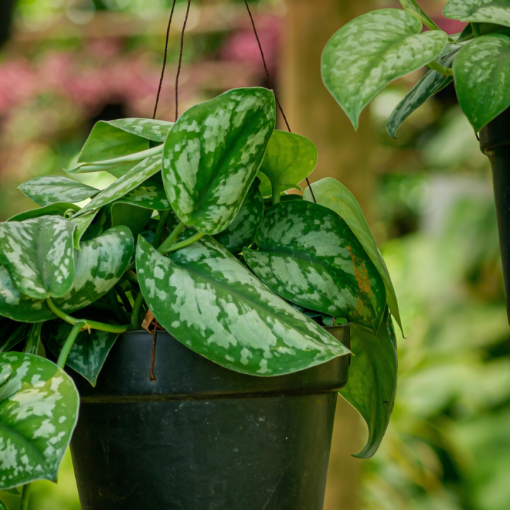 Hangplanten kopen bij tuincentrum Kolbach