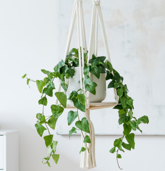 Een hangplant in bijpassende pot koop je bij tuincentrum Kolbach!