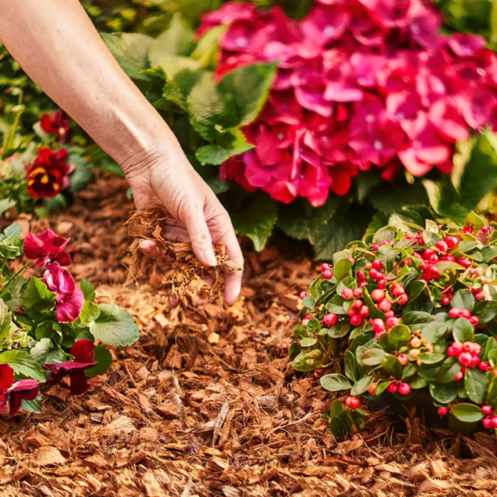 Bodembedekking kopen bij tuincentrum Kolbach in Rijswijk/Woudrichem Bodembedekking kopen bij tuincentrum Kolbach in Rijswijk/Woudrichem