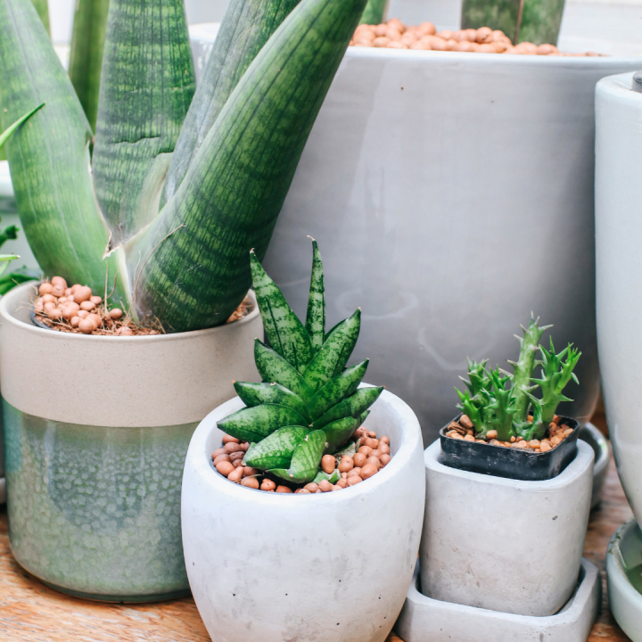 Hydrokorrels kopen bij tuincentrum Kolbach in Rijswijk/Woudrichem
