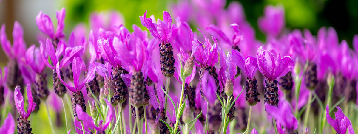 De kracht van lavendel: kleur, geur en rust in je tuin. Ontdek het bij tuincentrum Kolbach!