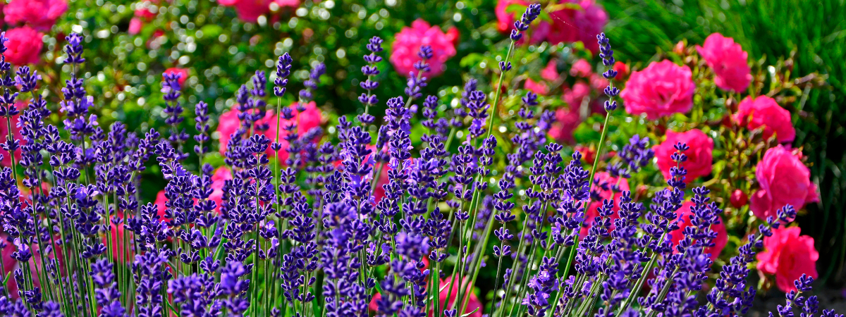 De kracht van lavendel: kleur, geur en rust in je tuin. Ontdek het bij tuincentrum Kolbach in Rijswijk!