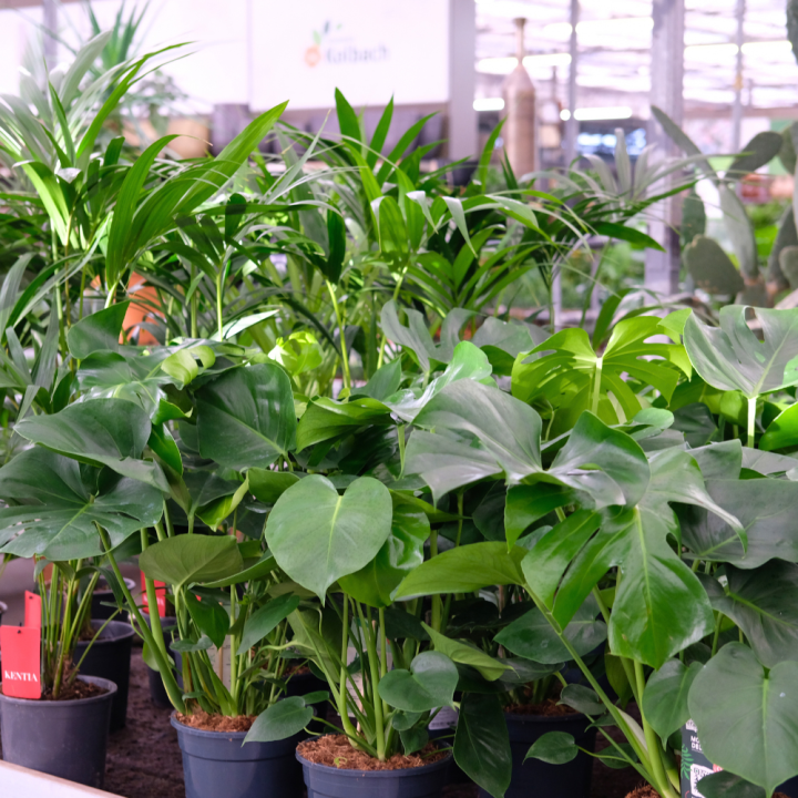 Luchtzuiverende kamerplanten | Tuincentrum Kolbach Luchtzuiverende kamerplanten | Tuincentrum Kolbach