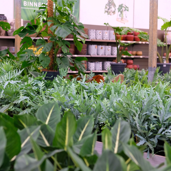 Luchtzuiverende kamerplanten | Tuincentrum Kolbach Luchtzuiverende kamerplanten | Tuincentrum Kolbach